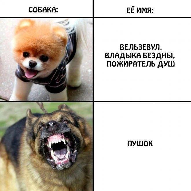 Привеееет пушок :)