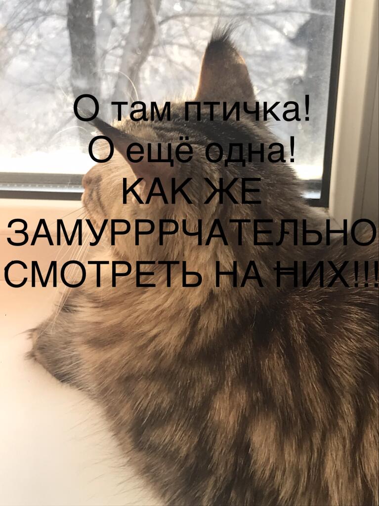 Каждая семья такая
Кошка(1).                     Кот(2)