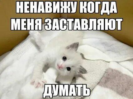 Котс