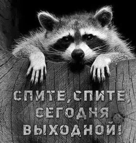 Енот лежит на дереве, текст: спите, спите, сегодня выходной!