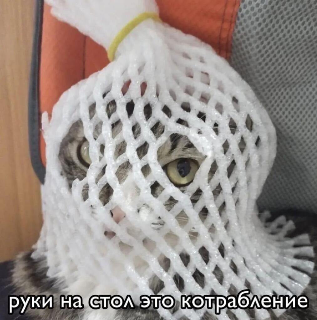 Полосатый кот сидит в белой пластиковой сетке, его глаза видны сквозь ячейки, снизу надпись: руки на стол это котрабление