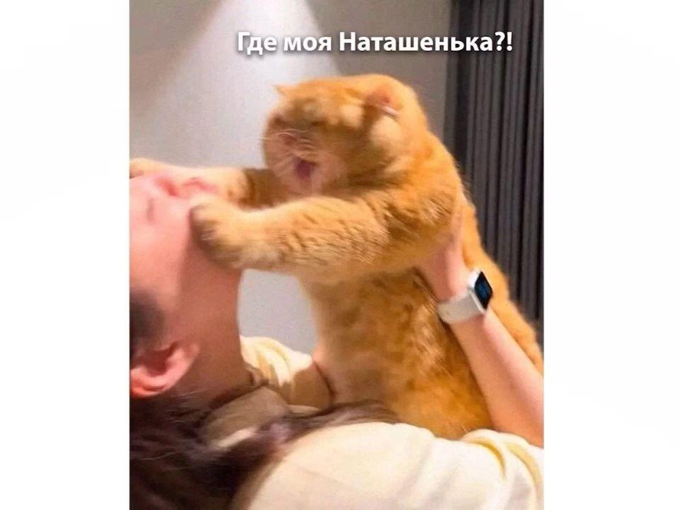 Рыжий кот держит лапами лицо человека и спрашивает, где его Наташенька