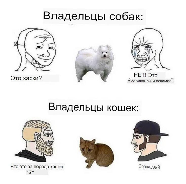 Мем, где владельцы собак спорят про хаски и эскимосов, а владельцы кошек называют рыжего кота оранжевым