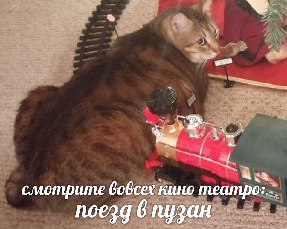 От создателей «Поворот в лоток 2» и «Шерсть на асфальте».