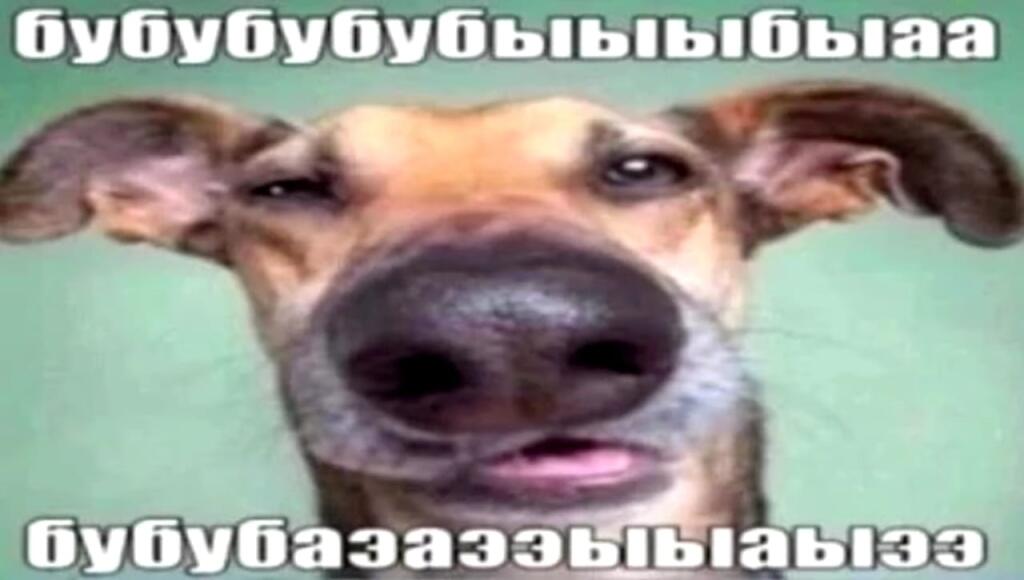 Моя собака самая умная!
Его собака: