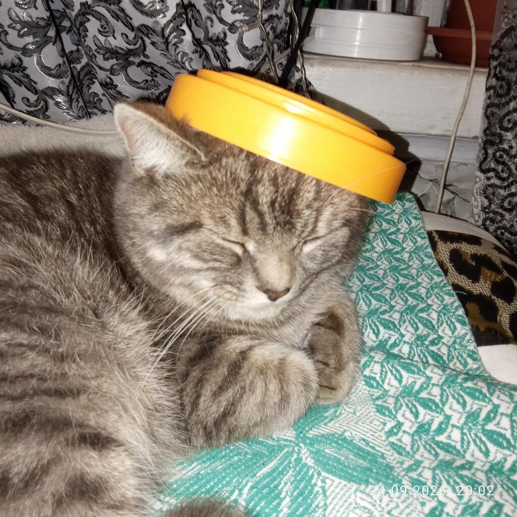 Кототоыч