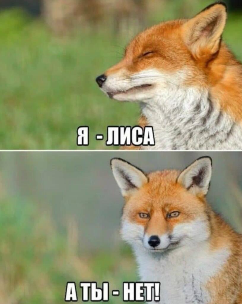 Верхняя часть мема показывает лису с закрытыми глазами и надписью «Я - ЛИСА», нижняя часть — лису с надписью «А ТЫ - НЕТ!
