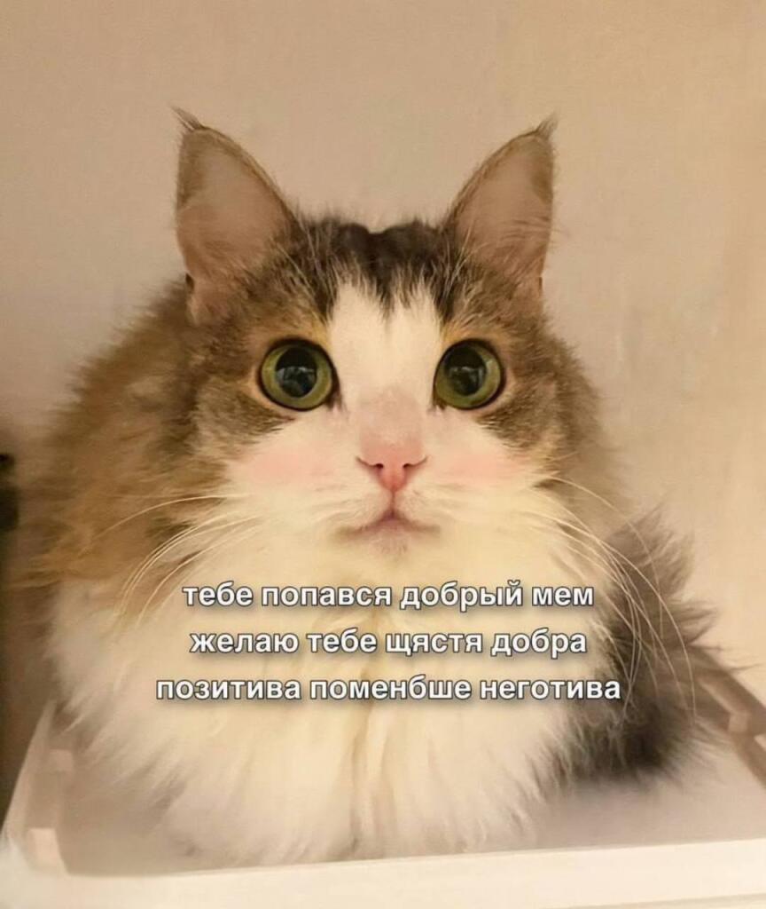 Мем от Милый Котяра