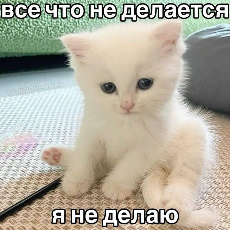 Мем от Милый Котяра
