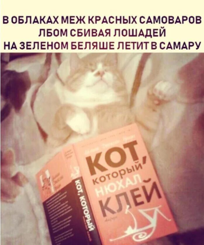 Рыжий кот лежит на спине и держит лапой книгу «Кот, который нюхал клей