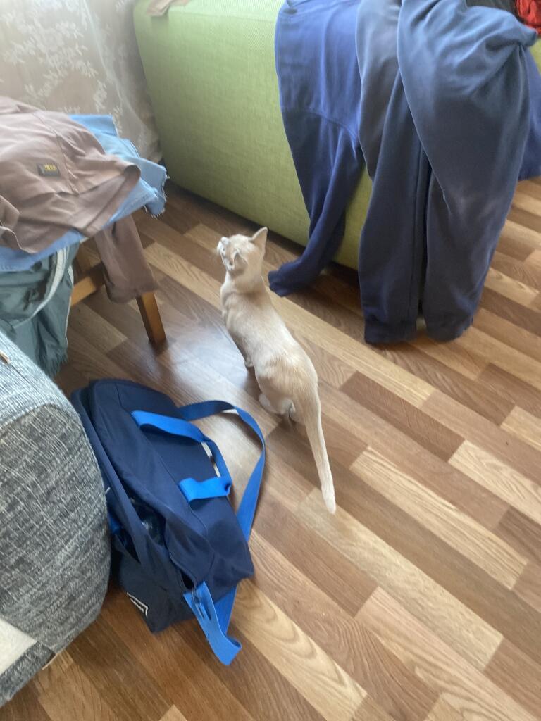 Приехали на дачу на майские( всех поздравляю) с кошкой. Она тут впервые, так что сейчас ходит, изучает. Извините за бард