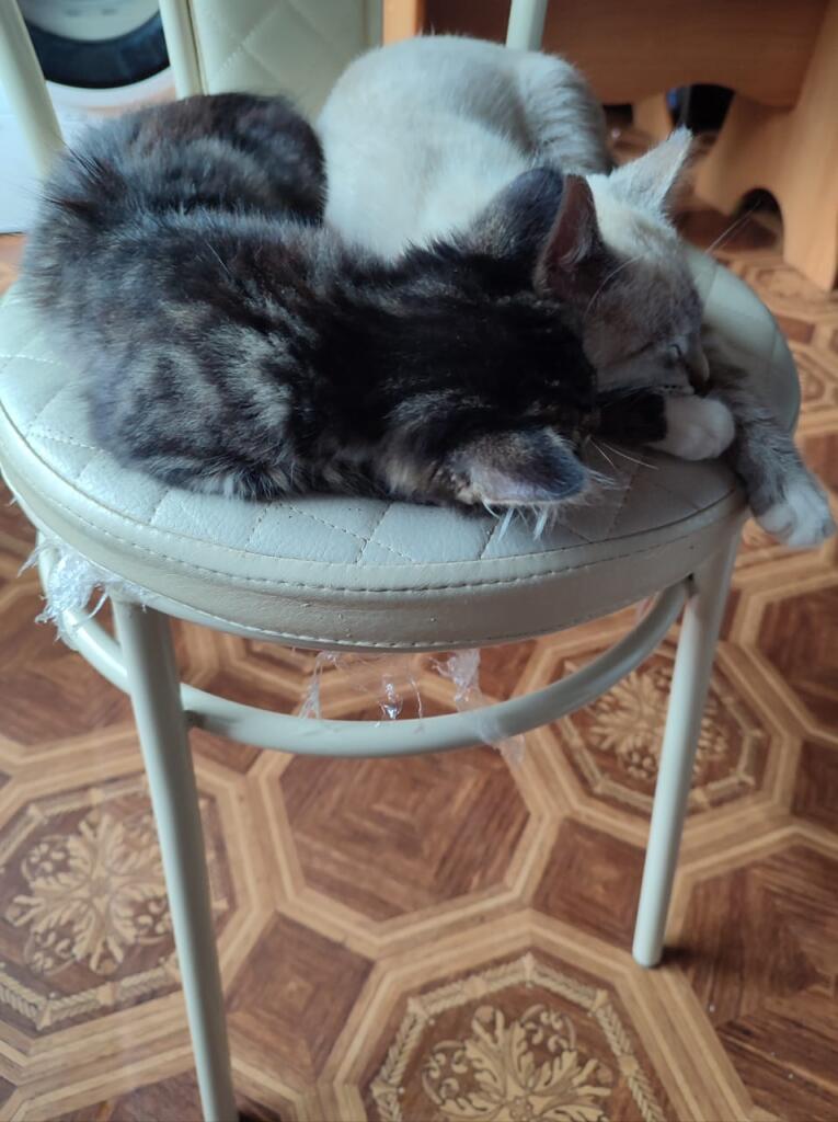 Котики