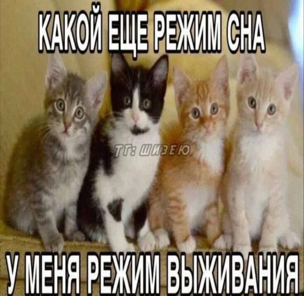 Четыре котенка сидят в ряд, надпись сверху: Какой еще режим сна, снизу: У меня режим выживания