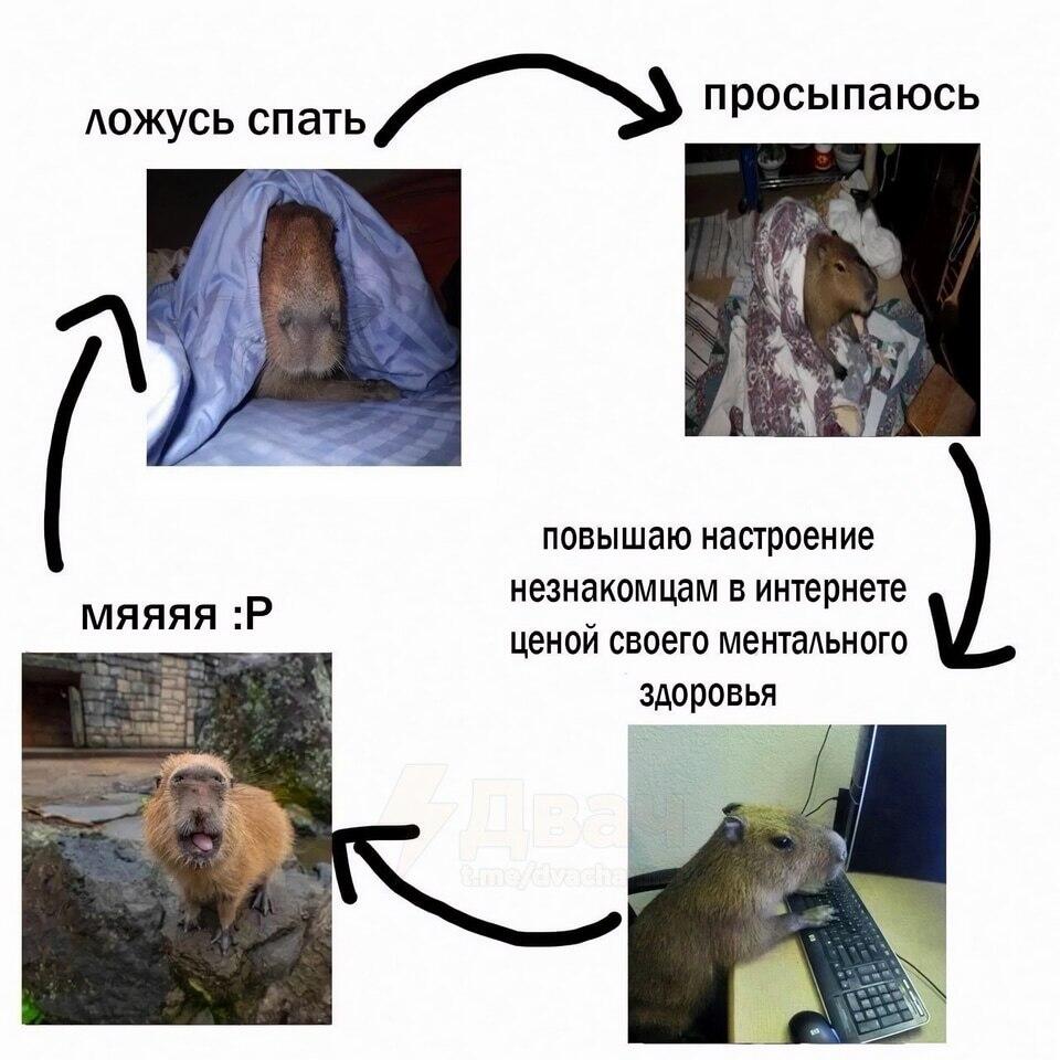 Четыре фото капибары, иллюстрирующие цикл: сон, пробуждение, работа за компьютером и радость.