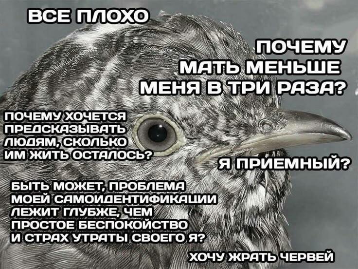 Мем от 🌸💥|цвяточный ад {ПЛМ}