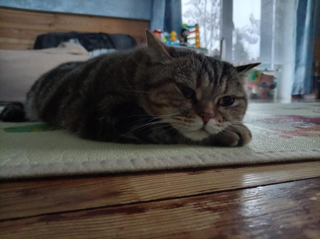 Рыжий кот сидит на полу, а на фоне видна сцена из игры с китом и надписями разработчиков (2 из 2)