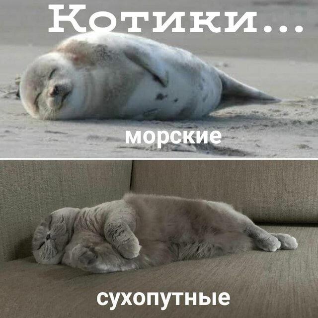 Котики 💥