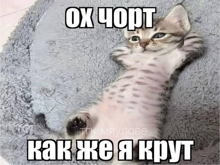 Котёнок лежит на сером пушистом коврике, подложив лапу под голову. Надписи: ОХ ЧОРТ и как же я крут
