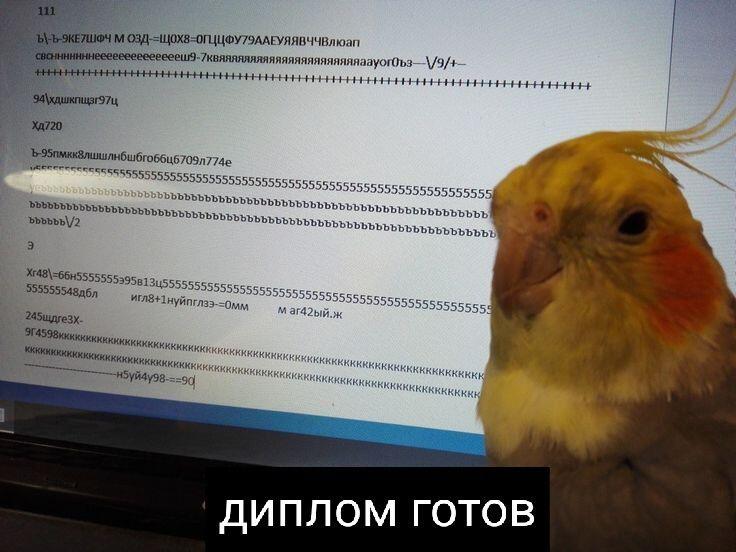 Желтохолый попугай на фоне монитора с хаотичным набором символов и надписью Диплом готов