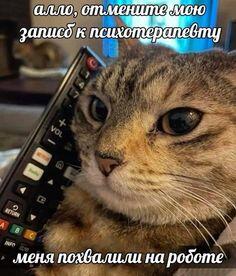 Кот смотрит в камеру, прижавшись к телефону. Надписи: алло, отмените мою запись к психотерапевту, меня похвалили на работе