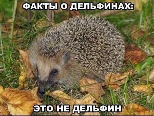 Ёж сидит на траве, надпись Факты о дельфинах: это не дельфин