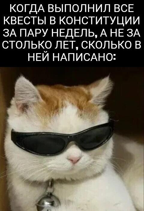 Белый кот в черных очках с надписью про выполнение всех квестов в конституции
