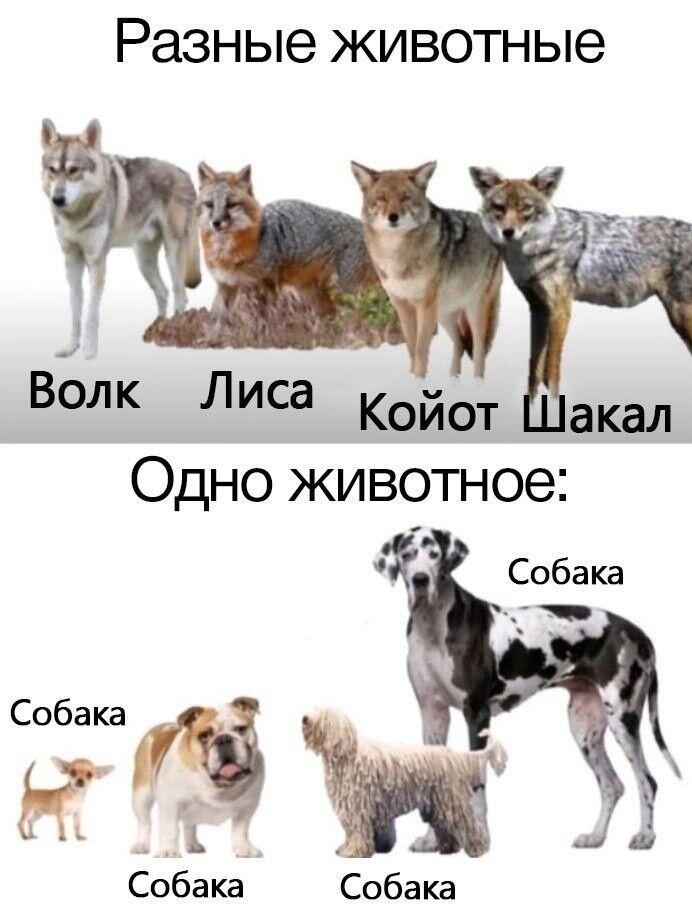 Особенности классификации