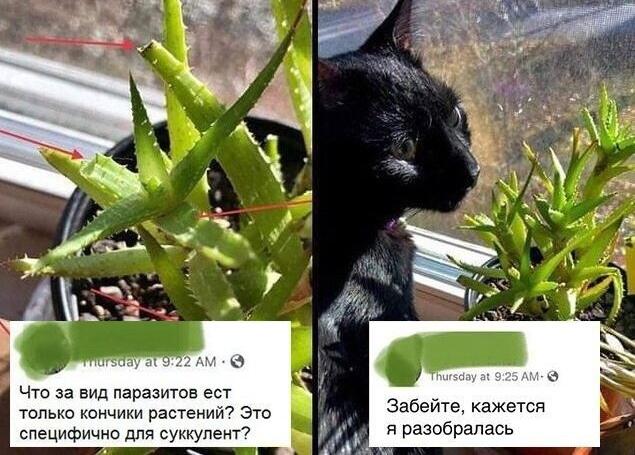 Мем от арбуз [ПЛМ]