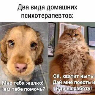 Слева грустная собака с подписью «Мне тебя жалко! Чем тебе помочь?», справа наглый кот с подписью «Ой, хватит ныть! Дай мне поесть и иди на работу!