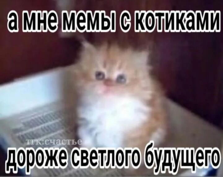 Рыжий пушистый котенок сидит на клавиатуре ноутбука, надпись: а мне мемы с котиками дороже светлого будущего