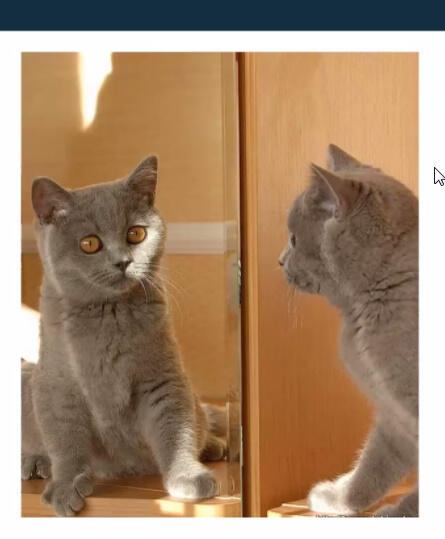 кот в шоке