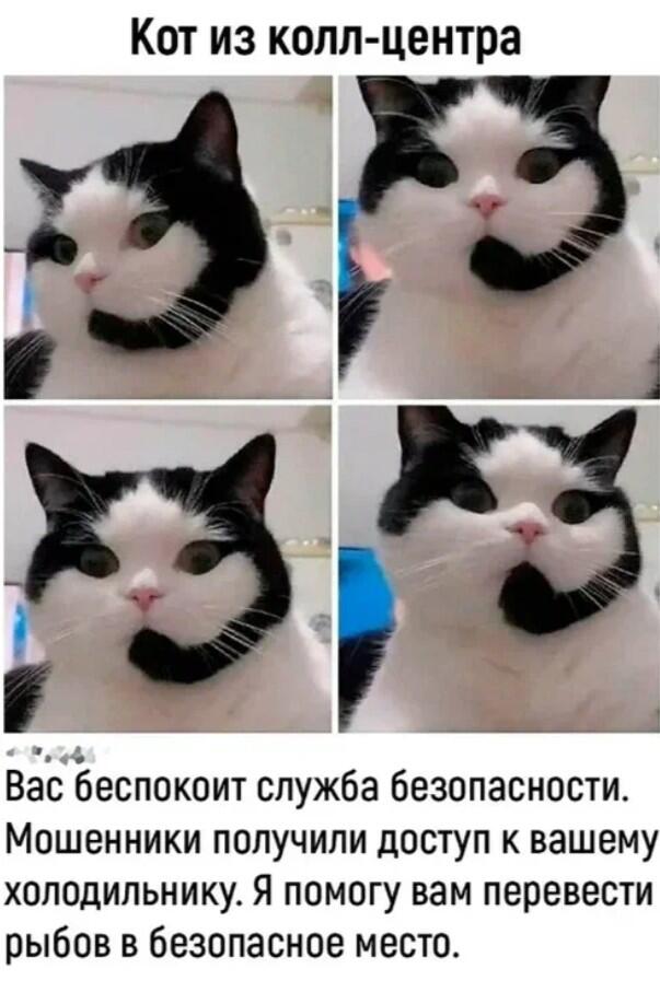 Четыре фото кота с серьёзным выражением морды, подписанные как звонок от службы безопасности