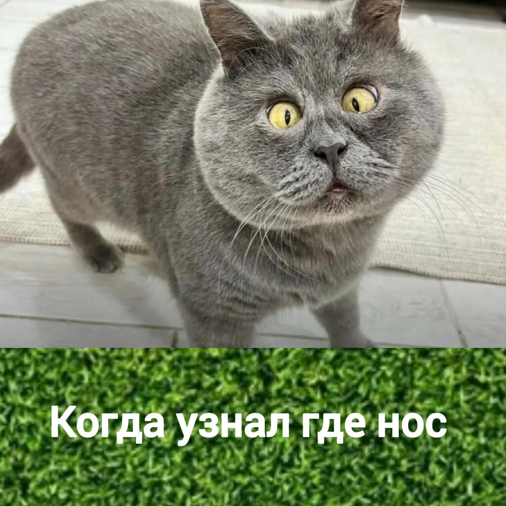 Где