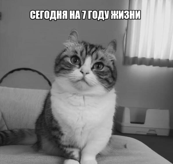 Мем от Graf1n69🔧