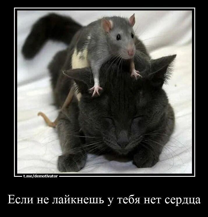 Мем без подписи