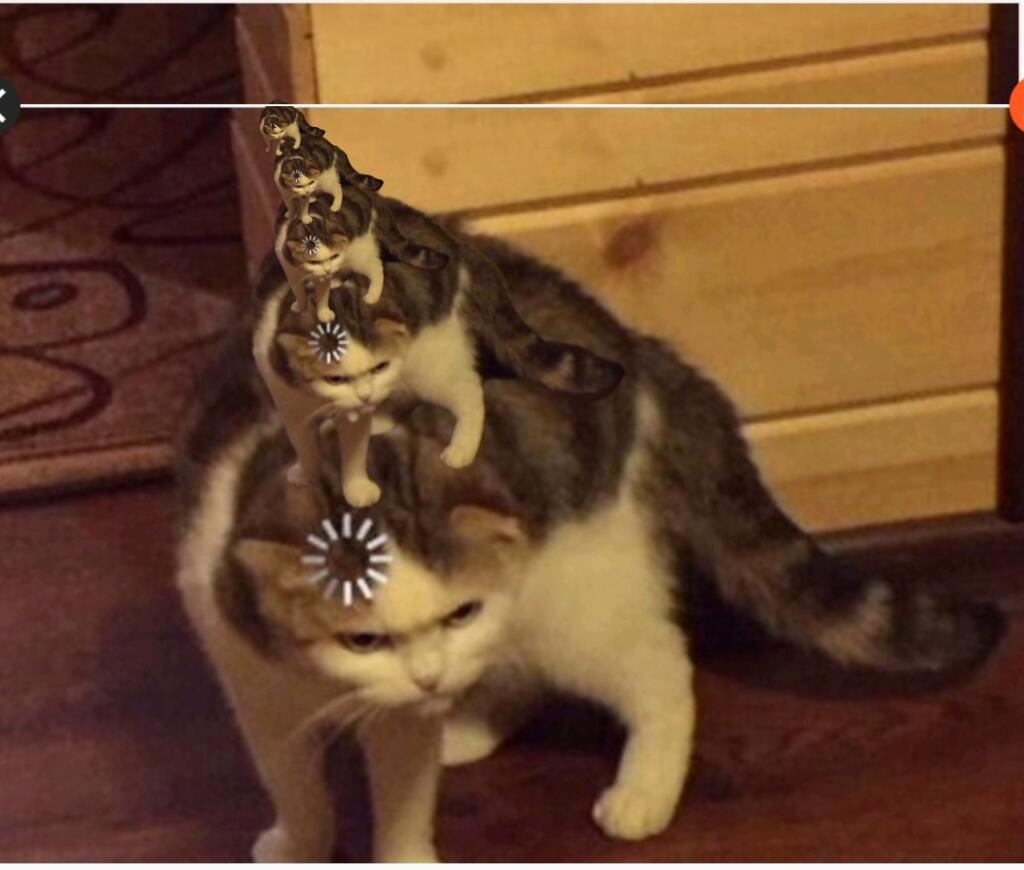 Error cat⁵