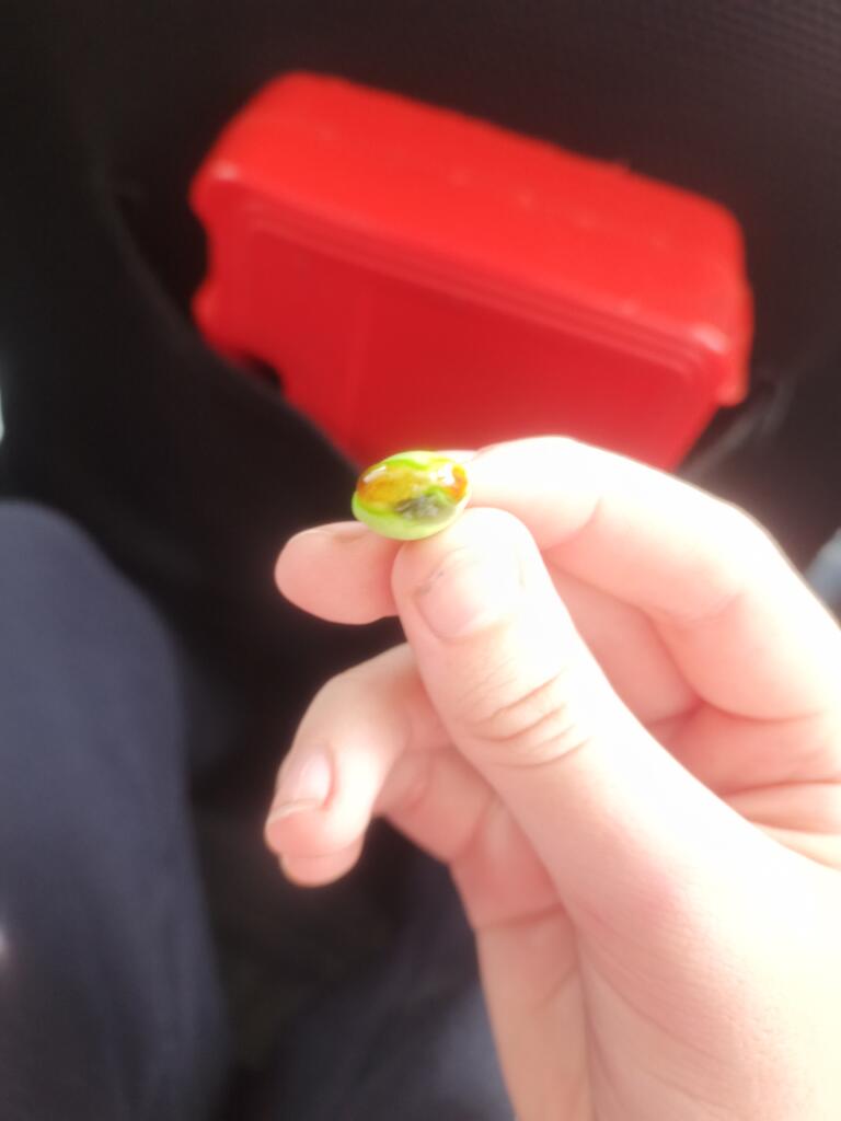 Лягушке
