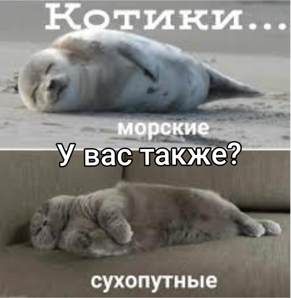 У вас кот также себя ведёт?
