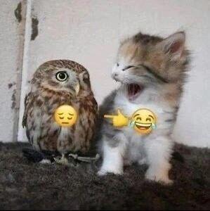 1. Ахахахаха кукуська 2. Ахахахаха кот 3. Ну ладно