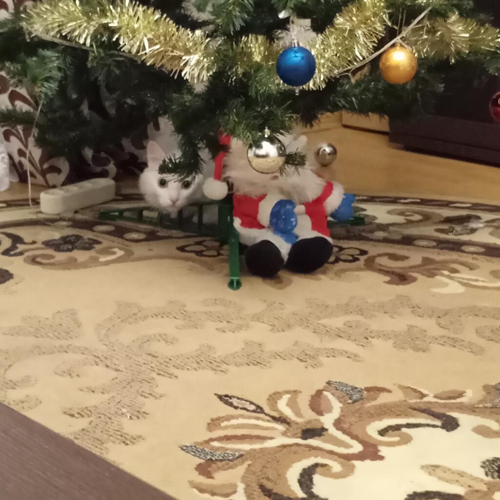 Пушистый подарочек ☺️