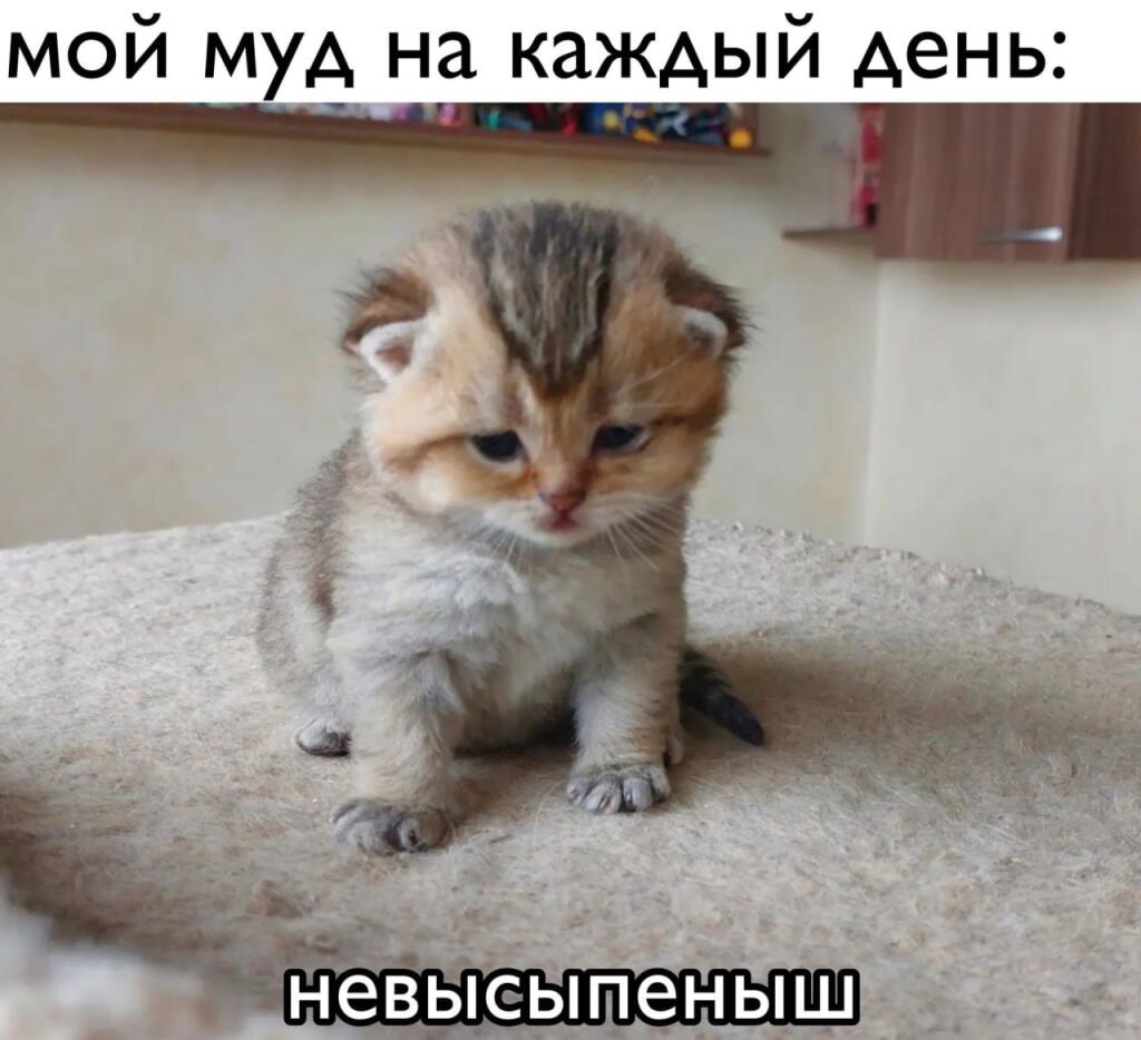 Мем без подписи