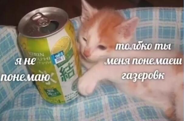 Когда кот расслабился