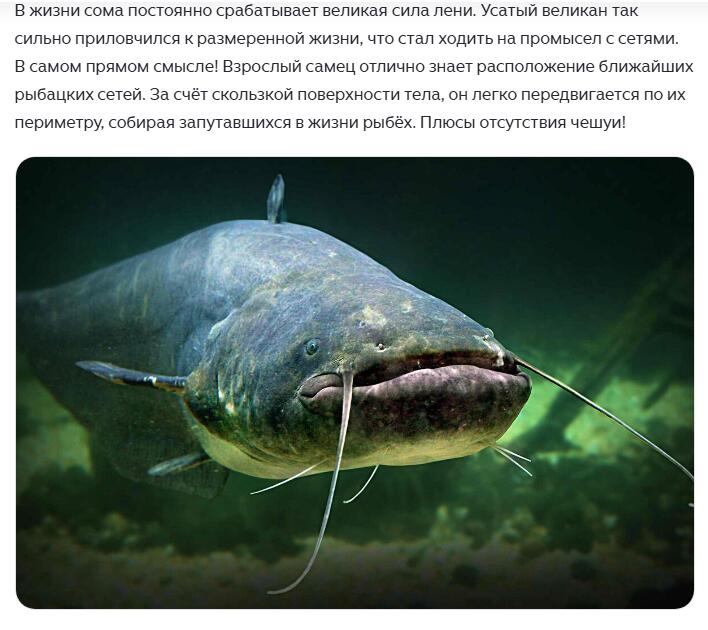все мы немного, somы...