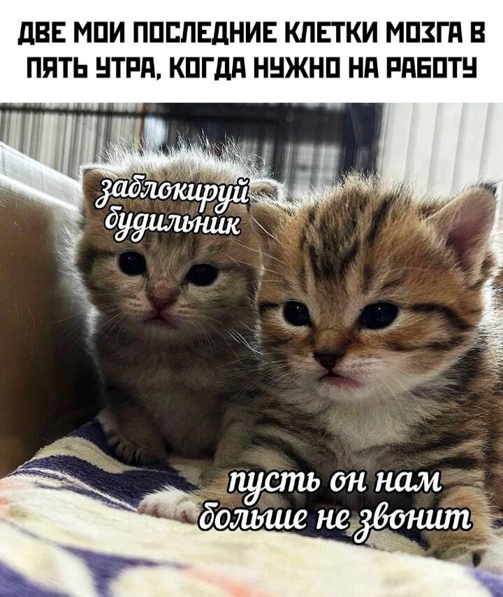 Мем без подписи