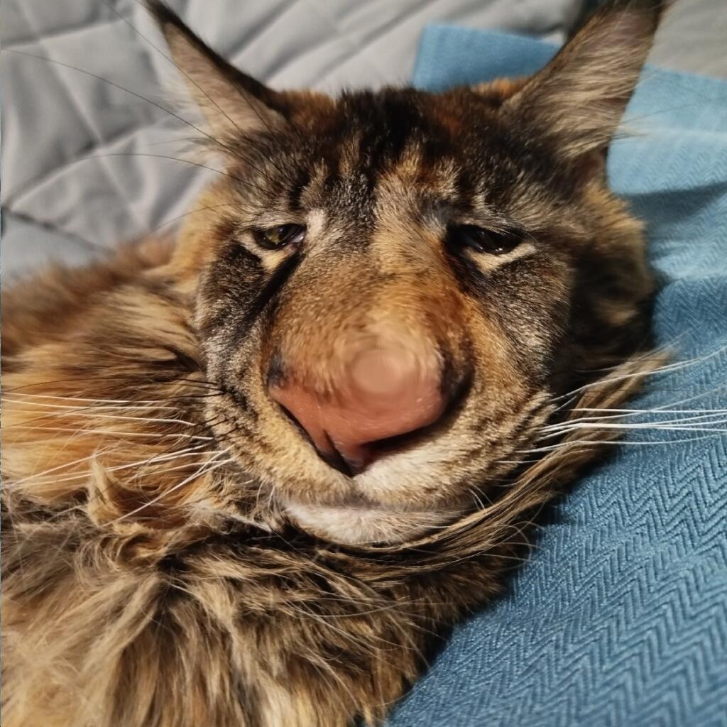 Мем от КотоУт