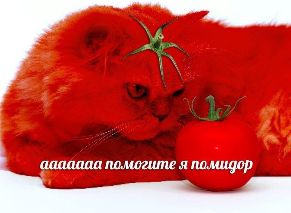 Мем без подписи