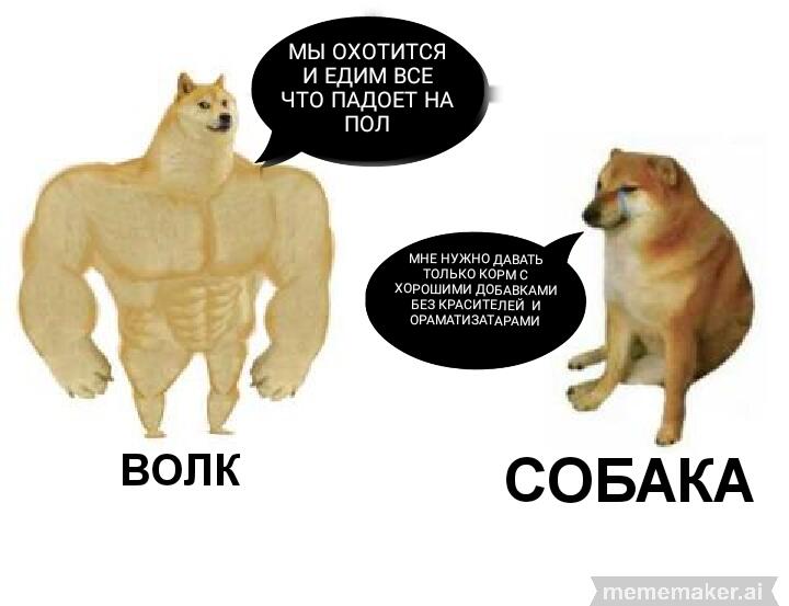 Волк VS собака