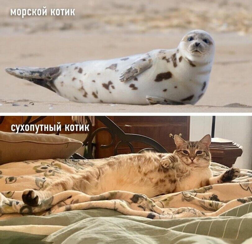 Мем без подписи