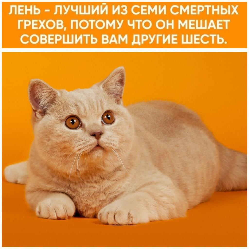 Мем от КотоУт