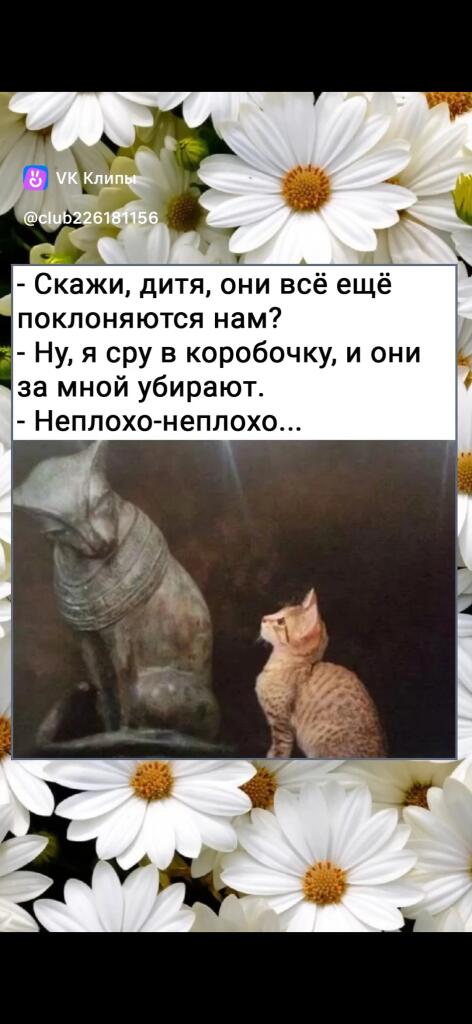 котики